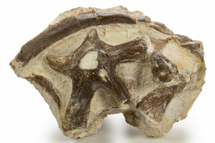 Fossil Pliosaur (Brachauchenius?) Bones in Rock - Asfla, Morocco #328651